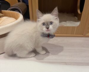 john cat